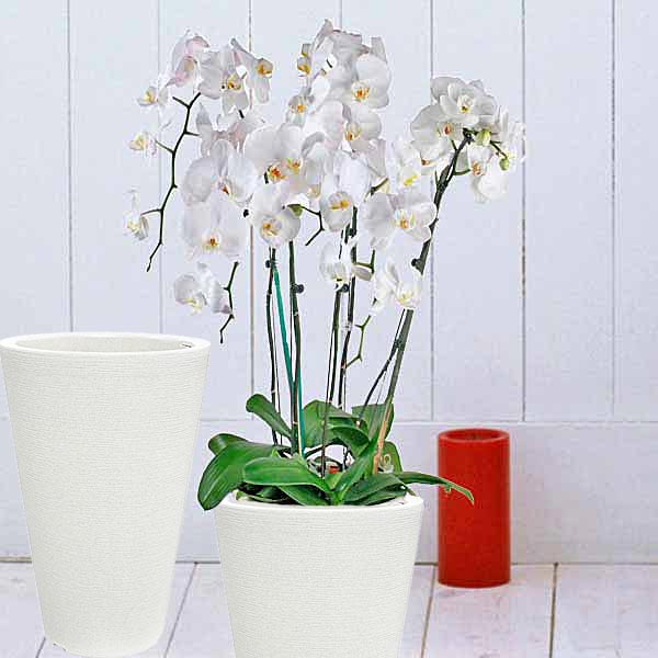 Phalaenopsis Orchids Buy Flowers Free Delivery Singapore www.Roses.Sg