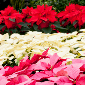 Singapore's Unique Winter Blooming Flowers