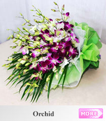 Orchid Tropical
