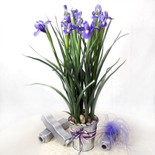 Blue Iris | Floral Arrangements | Free Delivery | For Sale – www.Roses.Sg